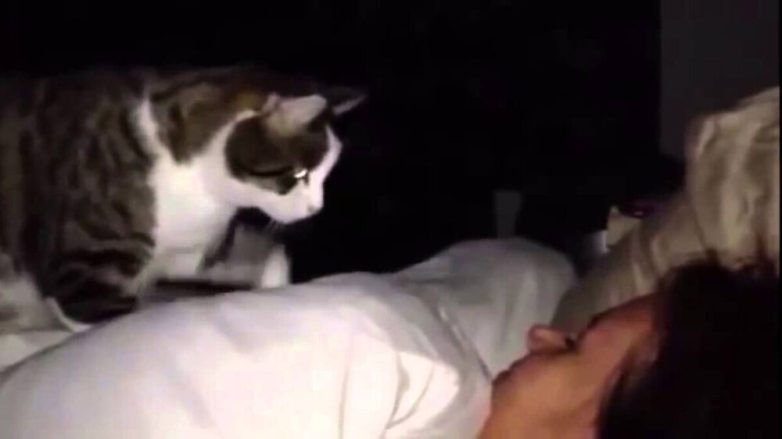 Зачем коты и кошки ночью смотрят на спящих людей