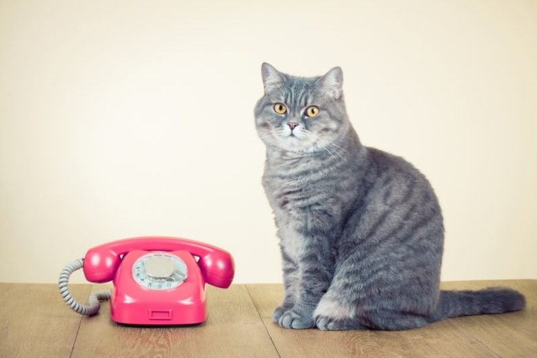 Котики с телефонами