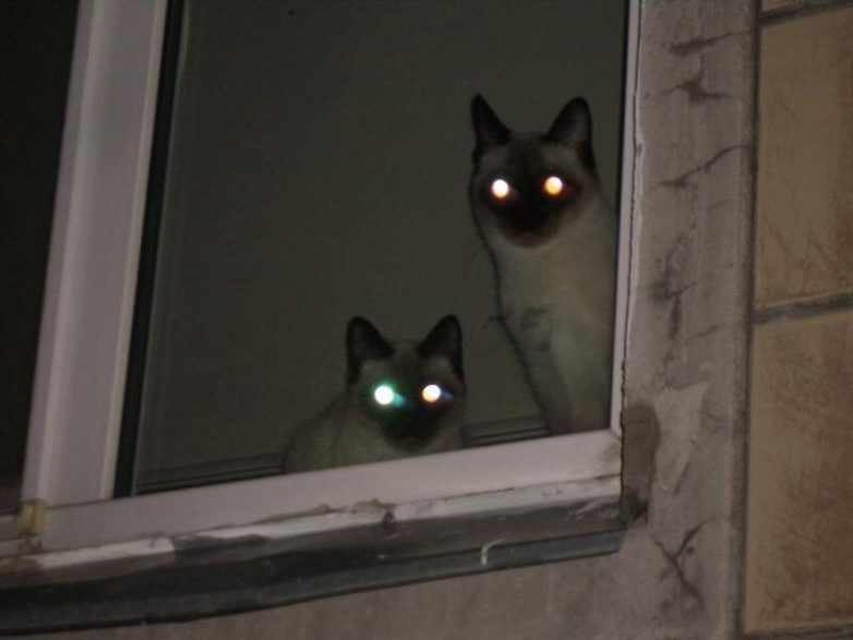 Почему светятся  кошачьи глаза