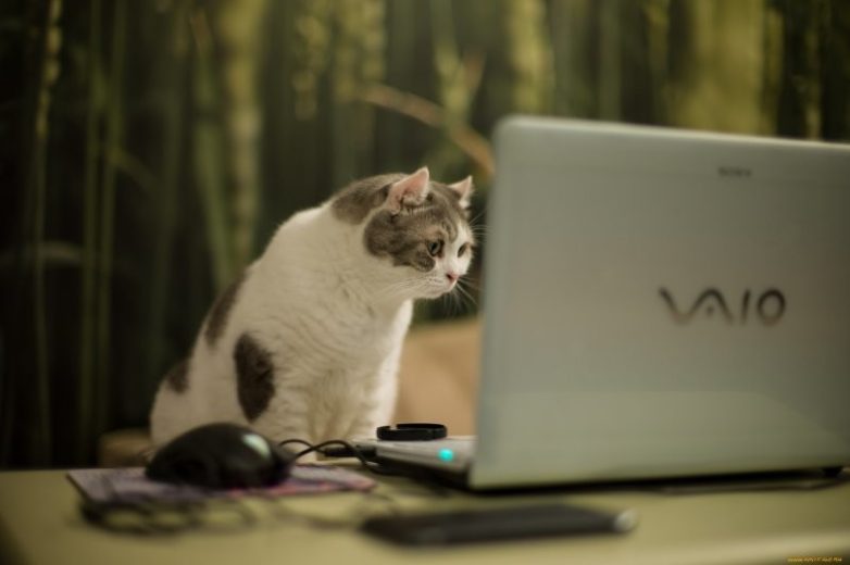 Коты, знающие толк в компьютерах