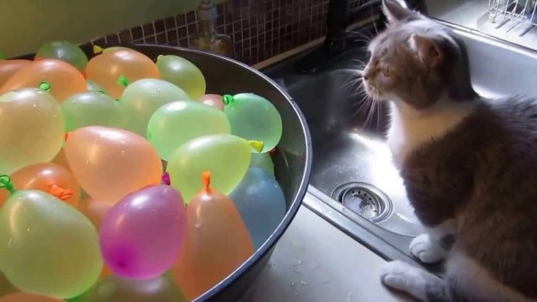 Кошачья реакция на воздушные шары