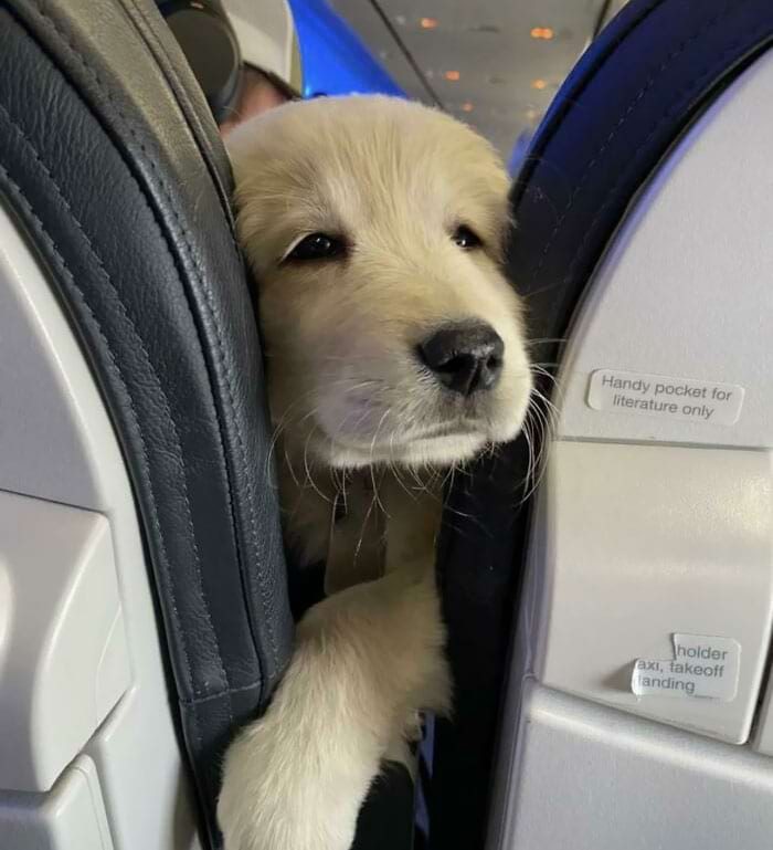Милые морды в самолете