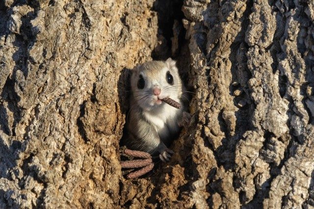 Забавные финалисты конкурса Nikon Comedy Wildlife Photography Awards 2024