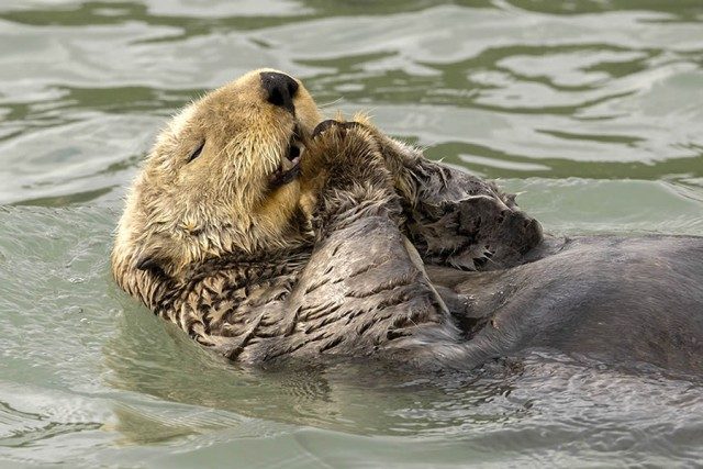 Забавные финалисты конкурса Nikon Comedy Wildlife Photography Awards 2024