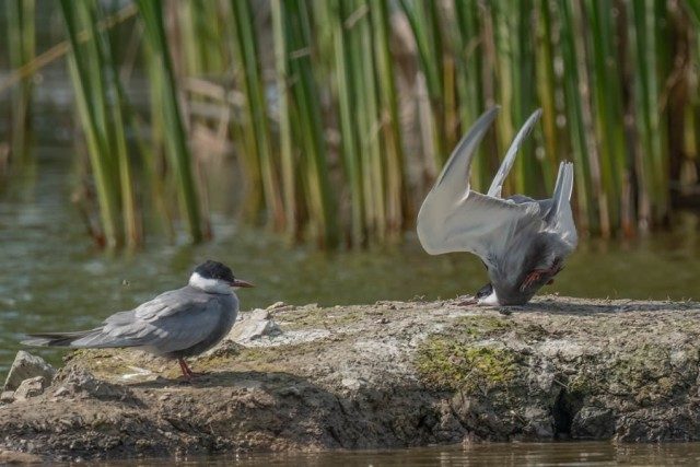 Забавные финалисты конкурса Nikon Comedy Wildlife Photography Awards 2024