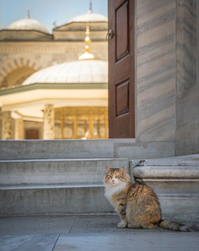 Городские котики