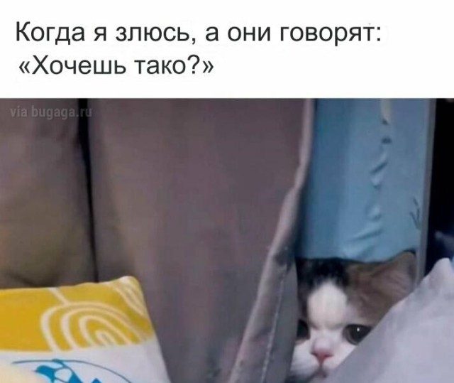 Мемы для  любителей кошек