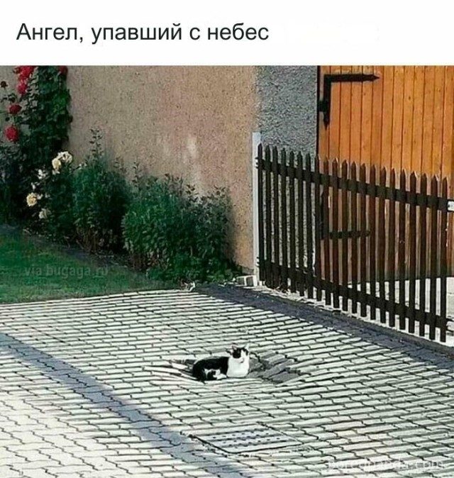 Мемы для  любителей кошек