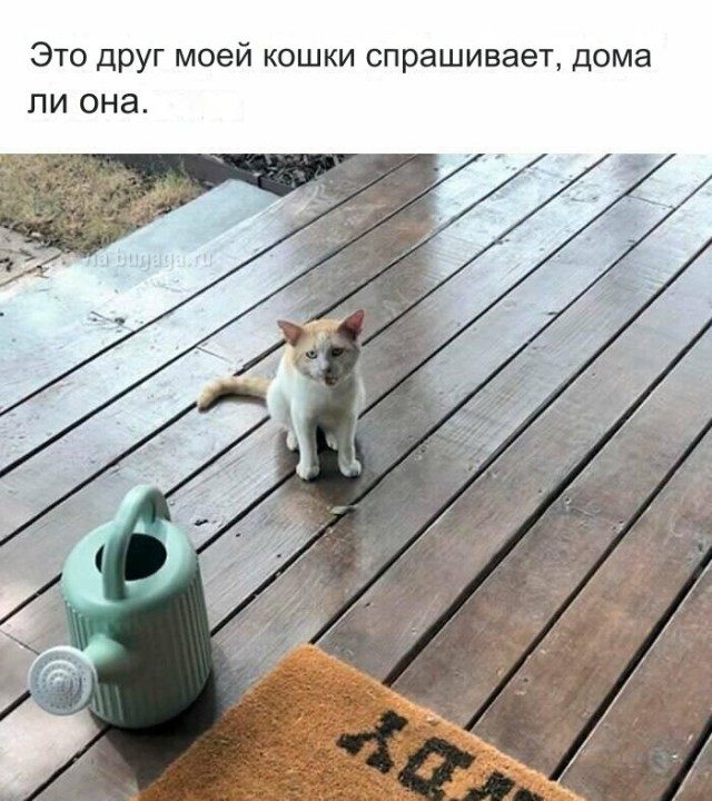 Мемы для  любителей кошек