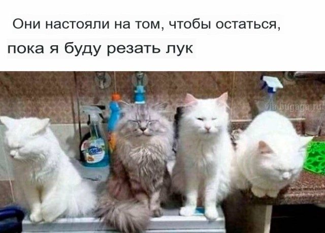 Мемы для  любителей кошек