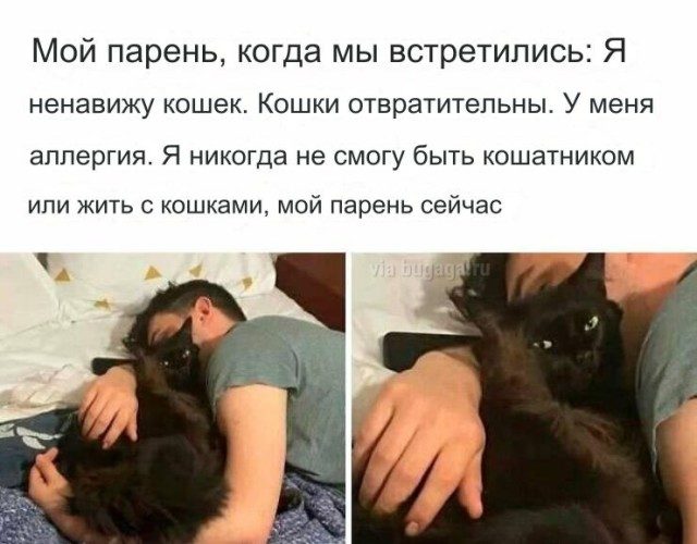 Мемы для  любителей кошек