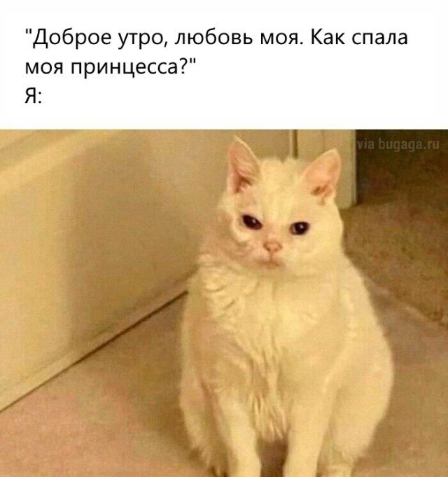 Мемы для  любителей кошек