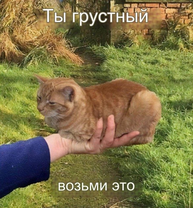 Коты, которые поднимут вам настроение