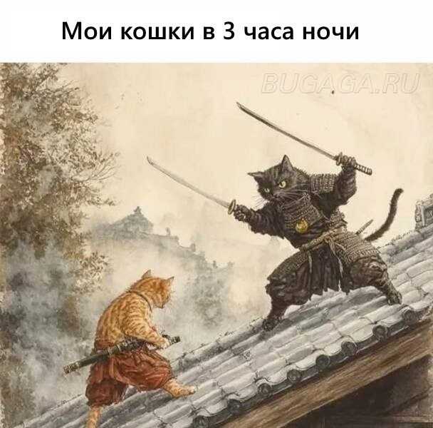 КОТОмемы