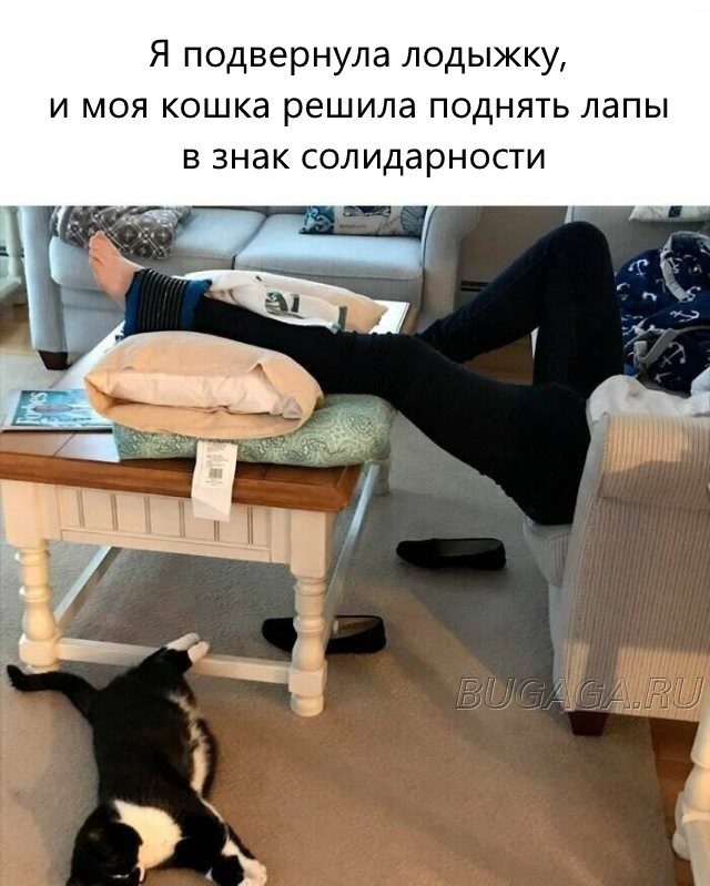 КОТОмемы