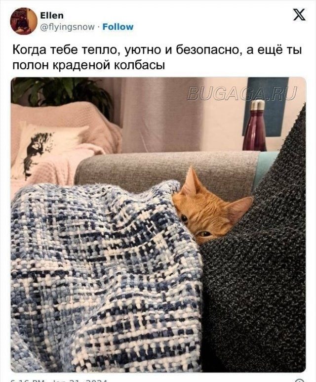 КОТОмемы