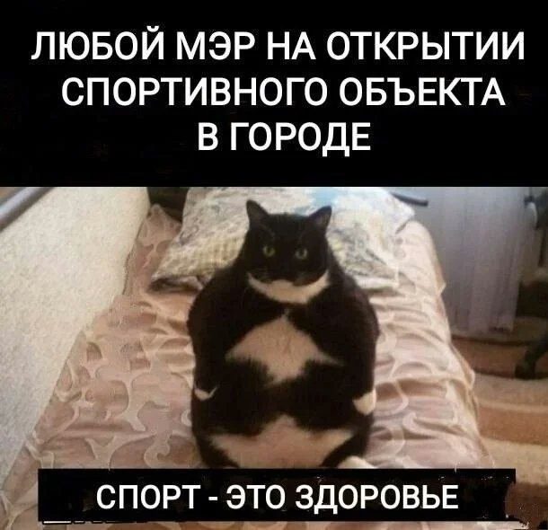 Забавные котоМЕМЫ