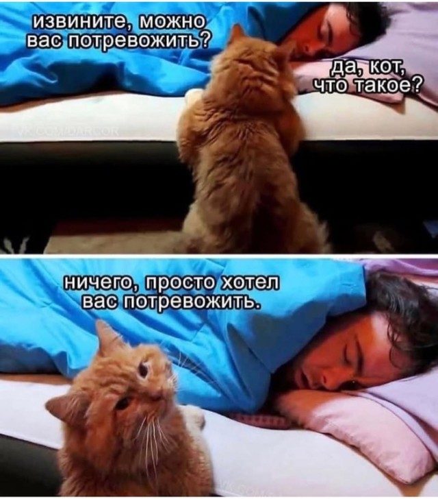 Забавные котоМЕМЫ