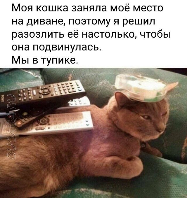 Мемы для любителей кошек