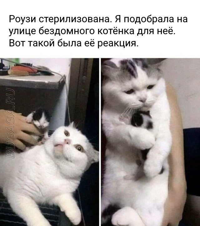 Мемы для любителей кошек