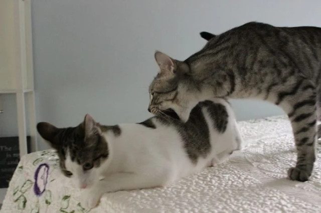 Смешных кошек вам в ленту