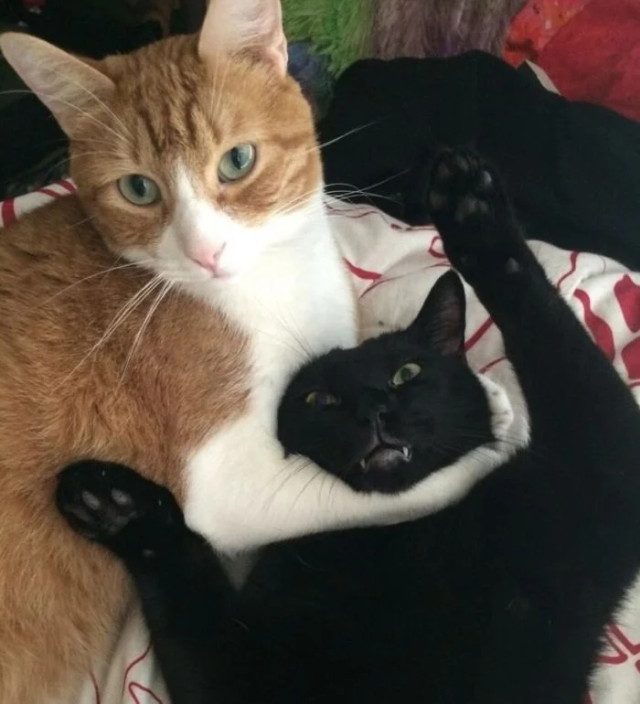 Смешных кошек вам в ленту