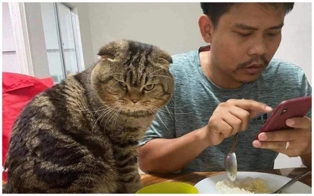 Смешных кошек вам в ленту