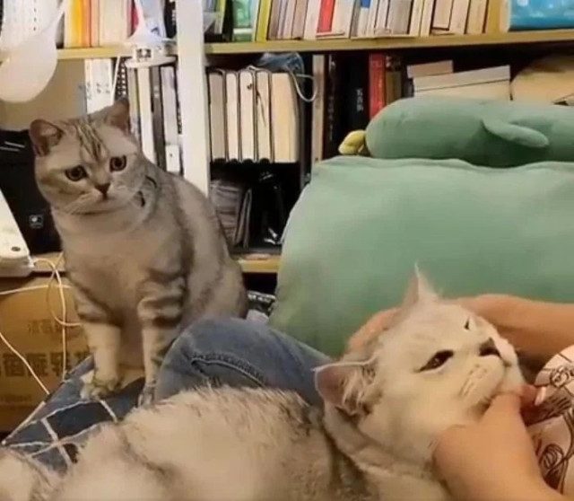 Смешных кошек вам в ленту