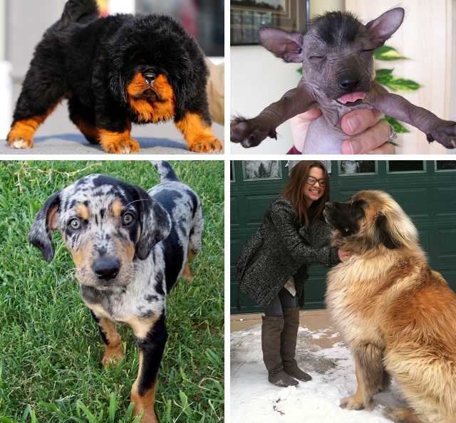 Фото собак разных пород с названиями по алфавиту
