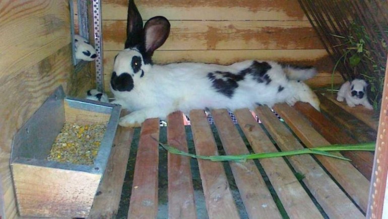 Кормушки для кроликов: что надо о них знать и как изготовить своими руками