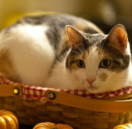 Котики в корзинке / Питомцы